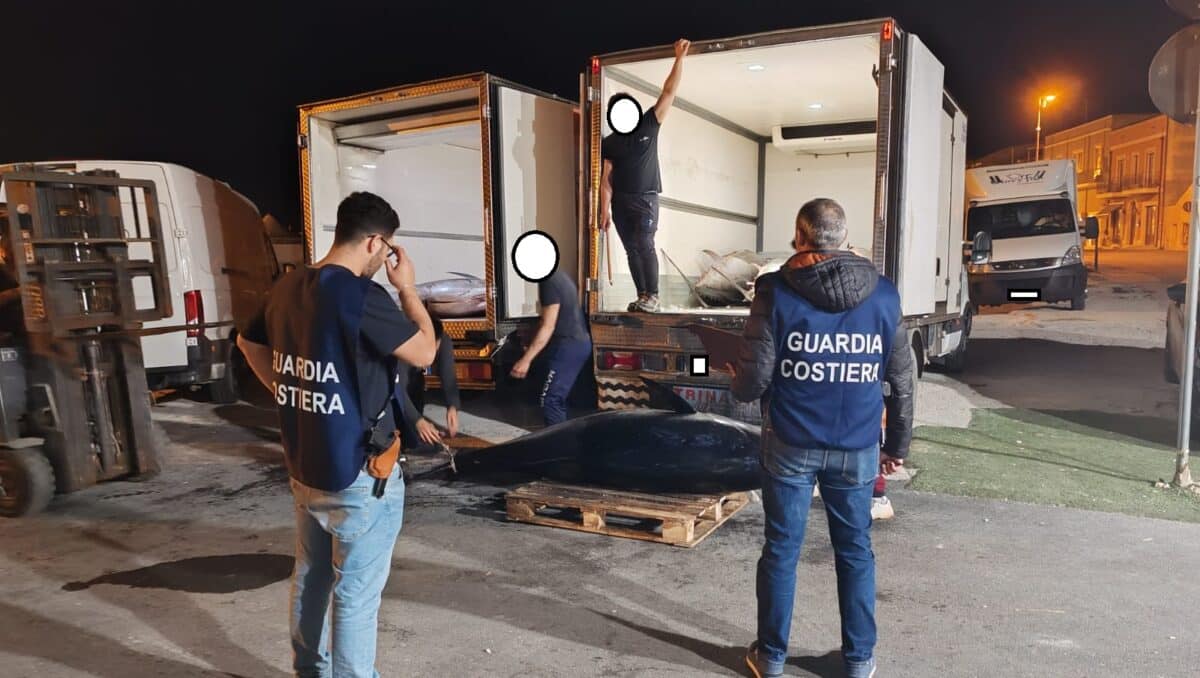 Portopalo, maxi sequestro di circa 3,5 tonnellate di tonno rosso